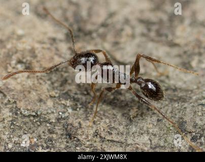 Große importierte Großkopf-Ant (Pheidole obscurithorax) Insecta Stockfoto