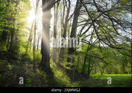 Strahlende helle Sonnenstrahlen strahlen, die majestätisch durch eine Reihe von Bäumen in der grünen idyllischen Landschaft leuchten Stockfoto