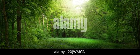 Traumhafte Landschaft in einem grünen Wald. Eine Naturaufnahme mit einem sanften Lichtstrahl, der auf eine Lichtung fällt und eine Grasfläche beleuchtet Stockfoto