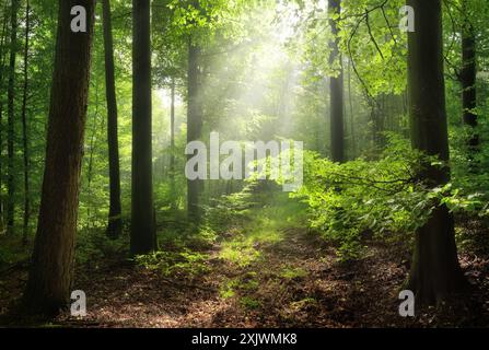 Waldlandschaft mit wunderschönen Lichtstrahlen, die durch üppige Äste fallen. Eine ruhige, malerische Landschaft in frischem Grün Stockfoto