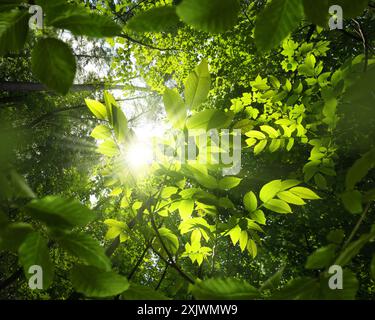 Frisches grünes Laub, das in Richtung der Sonne wächst. Würmerperspektive eines Walddachs mit einigen der nächsten Blätter in der Mitte und einigen, die den Schuss umrahmen Stockfoto