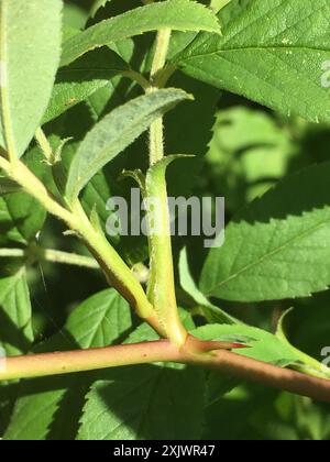 Virginische Rose (Rosa virginiana) Plantae Stockfoto