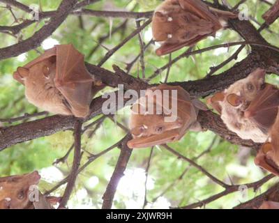 Peters's Epaulet Frucht Fledermaus (Epomophorus crypturus) Mammalia Stockfoto