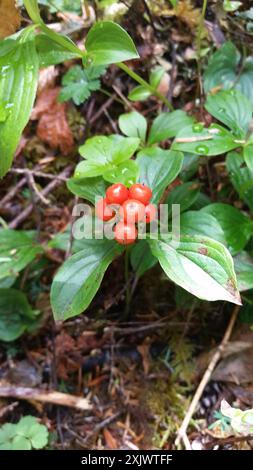 Westliche Bunchberry (Cornus unalaschkensis) Plantae Stockfoto