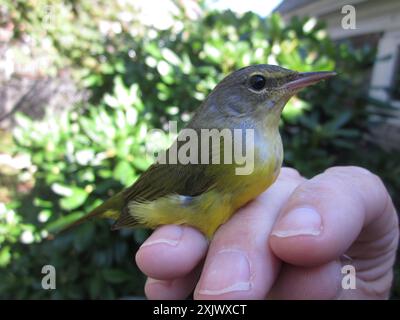 Trauer Warbler (Geothlypis philadelphia) Aves Stockfoto