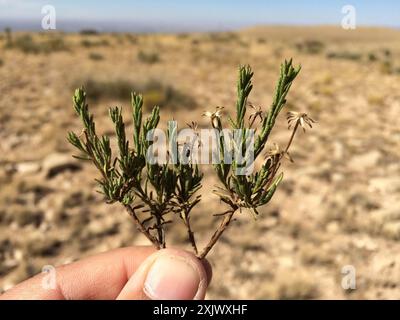 Damianita (Chrysactinia mexicana) Plantae Stockfoto