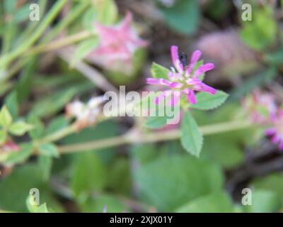 Umkehrklee (Trifolium resupinatum) Plantae Stockfoto