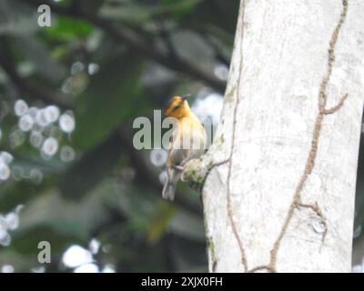 São Tomé Weaver (Ploceus sanctithomae) Aves Stockfoto