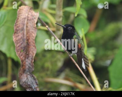 Schwarzbauchkolibri (Eupherusa nigriventris) Aves Stockfoto