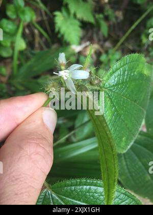 Kosters Fluch (Miconia crenata) Plantae Stockfoto