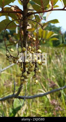 Poison Sumac (Toxicodendron vernix) Plantae Stockfoto