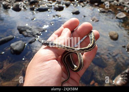 Westliche Schwarzhalsgarterschlange (Thamnophis cyrtopsis cyrtopsis) Reptilia Stockfoto