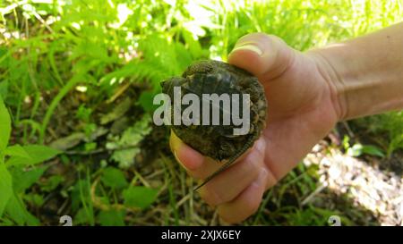 Holzschildkröte (Glyptemys insculpta) Reptilia Stockfoto