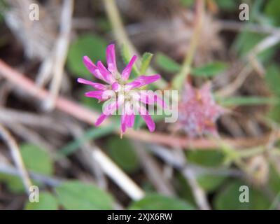 Umkehrklee (Trifolium resupinatum) Plantae Stockfoto