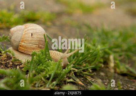 Die Burgunderschnecke oder essbare Schnecke kriecht auf dem Boden mit grünem Moos. In der Natur lebt die Traubenschnecke im Durchschnitt 7-8 Jahre, kann aber oft bis zu 20 Jahre alt sein Stockfoto