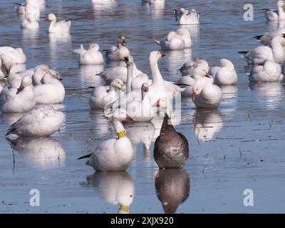 Große Schneegänse (Anser caerulescens atlanticus) Aves Stockfoto