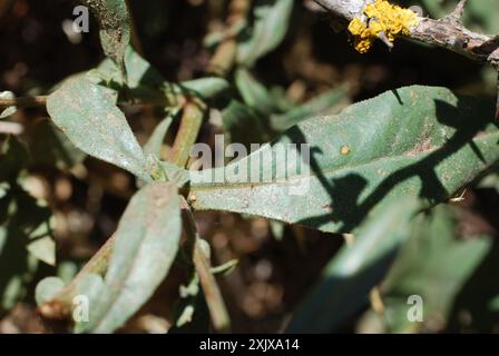 Gemein Bleikraut (Plumbago europaea) Plantae Stockfoto