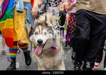 Newcastle upon Tyne, Großbritannien. Juli 2024. Northern Pride 2024. Ein Husky marschierte mit einem Stolz-Kragen. Quelle: Neil Terry/Alamy Live News Stockfoto