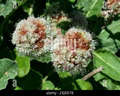 Buckweizen (Eriogonum latifolium) Plantae am Meer Stockfoto