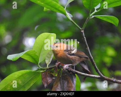 São Tomé Weaver (Ploceus sanctithomae) Aves Stockfoto