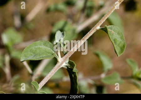 Virgin River Brittlebush (Encelia virginensis) Plantae Stockfoto