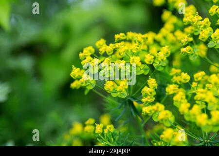 Blumenzypressenspurge, Euphorbia cyparissias auf der Wiese. Stockfoto