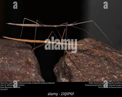 Kurzhorn-Walkingsticks (Parabacillus) Insecta Stockfoto