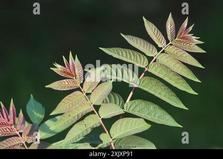 Nahaufnahme eines Himmelsbaums im Sommer Stockfoto