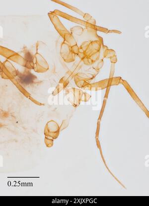 Vogel Kirschhafer Blattlaus (Rhopalosiphum padi) Insecta Stockfoto