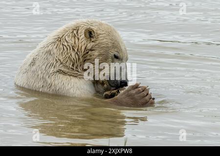 Ein Eisbär in einem Zoo in einem See, der einen Fisch isst Stockfoto