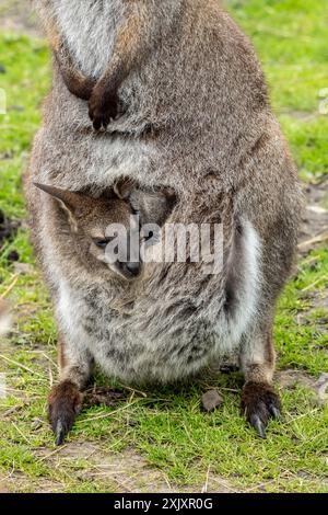 Ein Rothals-Wallaby joey in der Tasche seiner Mutter im Zoo Stockfoto