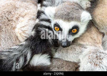RingschwanzLemurs kuschelten sich in einem Zoo zusammen Stockfoto