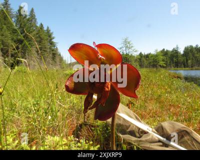 nördliche violette Kannenpflanze (Sarracenia purpurea purpurea) Plantae Stockfoto