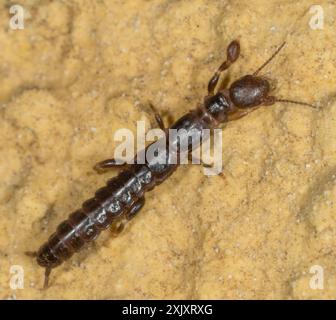 Webspinner (Embioptera) Insecta Stockfoto