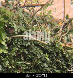 Wren (Campylorhynchus zonatus) Aves Stockfoto