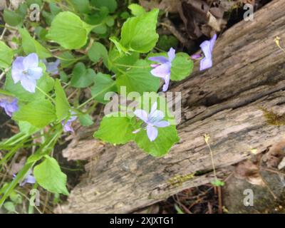 Labrador Violet (Viola labradorica) Plantae Stockfoto