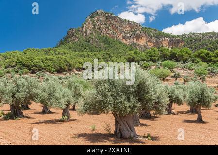 Olivenhain in den Tramuntana Bergen von Mallorca Stockfoto