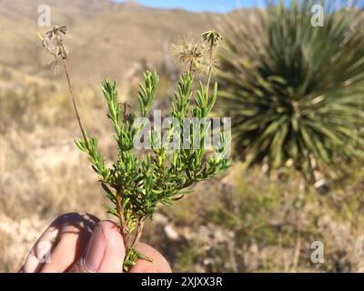 Damianita (Chrysactinia mexicana) Plantae Stockfoto