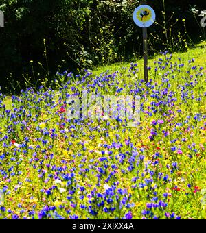 Bienenfreundliche Wildblumen in Südwales. Stockfoto