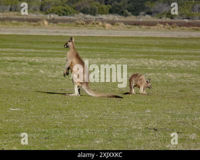 Tasmanische Forstkänguru (Macropus giganteus tasmaniensis) Mammalia Stockfoto