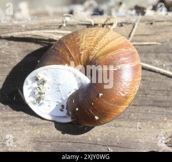 Bronze Schulterband Schnecke (Helminthoglypta arrosa) Mollusca Stockfoto