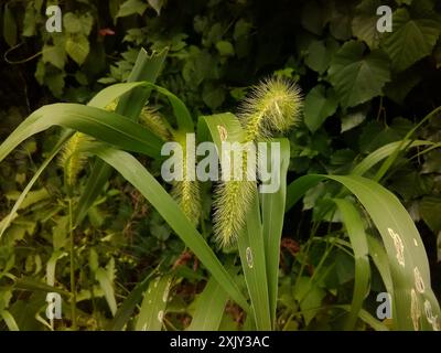 Riesenfuchsschwanz (Setaria faberi) Plantae Stockfoto