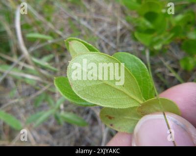 Zwerghuckleberry (Gaylussacia dumosa) Plantae Stockfoto