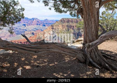 Verwitterter alter wacholderbaum Rahmen einen bunten Blick auf den Grand Canyon am Shoshone Point Stockfoto