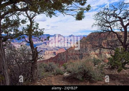 Verwitterte alte wacholderbäume bieten einen farbenfrohen Blick auf den Grand Canyon Stockfoto