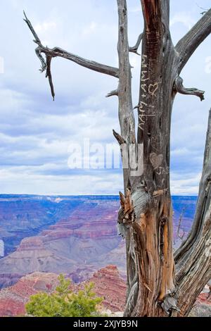Das Symbol der Liebe markiert einen alten verwitterten Baumstamm mit Blick auf die farbenfrohen Schluchtwände des Grand Canyon Stockfoto