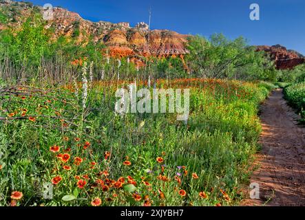 Feuerrad-Blanketblüten blühen am Lighthouse Trail, Palo Duro Canyon State Park, Texas, USA Stockfoto