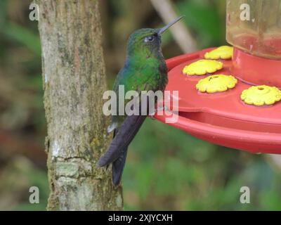 Tourmaline Sunangel (Heliangelus exortis) Aves Stockfoto