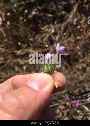 Variable Linanthus (Leptosiphon parviflorus) Plantae Stockfoto