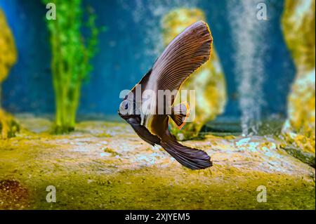 Juveniler Platax pinnatus, auch bekannt als gefiederter Spadefish, gefiederter Fledermausfisch, dunkler Fledermausfisch, schattiger Fledermausfisch oder roter Fledermausfisch im Korallenriff amon Stockfoto